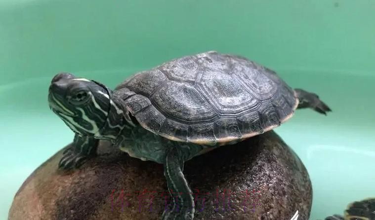 皇馬唔想老鼠「拉」龜 皇馬唔想老鼠「拉」龜